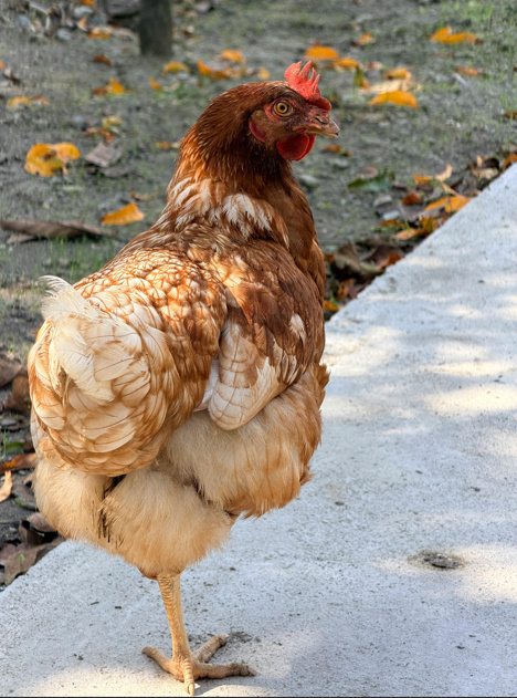 Chicken Butt | Guess What, Jokes Why & Hurry Up 