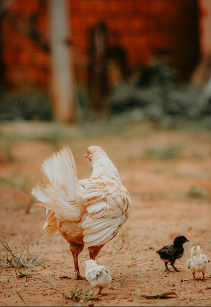 Chicken Butt | Guess What, Jokes Why & Hurry Up 
