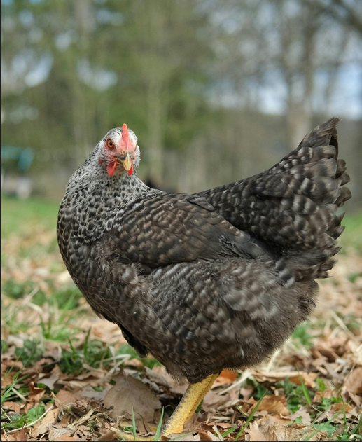 Chicken Butt | Guess What, Jokes Why & Hurry Up 