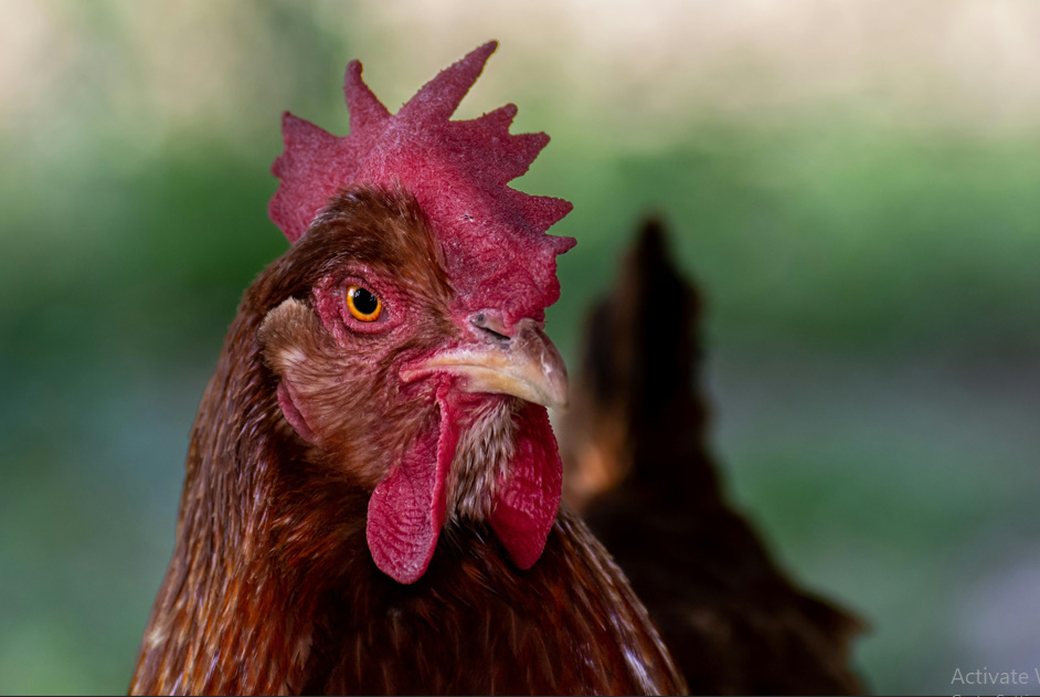 Chicken Butt | Guess What, Jokes Why & Hurry Up 