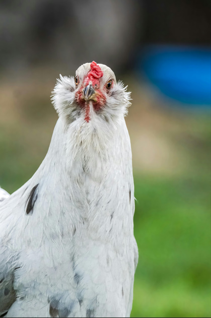 Chicken Butt | Guess What, Jokes Why & Hurry Up 