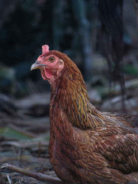 Chicken Butt | Guess What, Jokes Why & Hurry Up 
