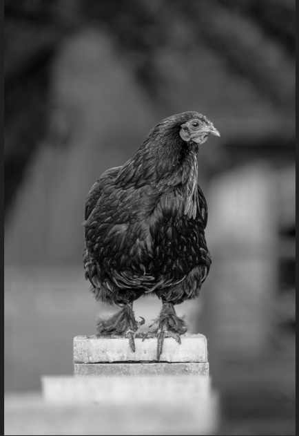 Chicken Butt | Guess What, Jokes Why & Hurry Up 
