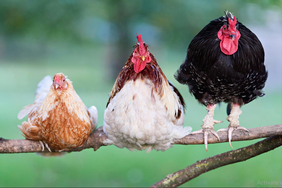 Chicken Butt | Guess What, Jokes Why & Hurry Up 