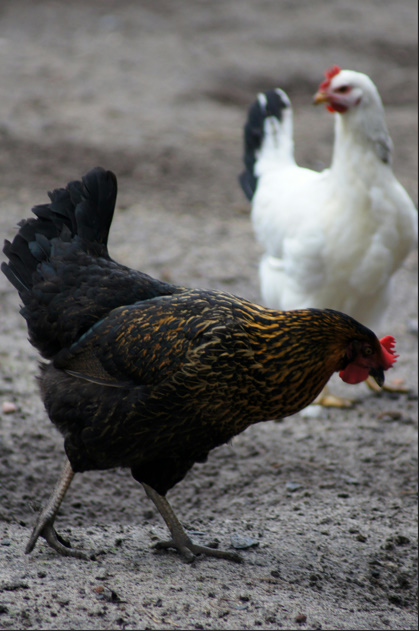 Chicken Butt | Guess What, Jokes Why & Hurry Up 