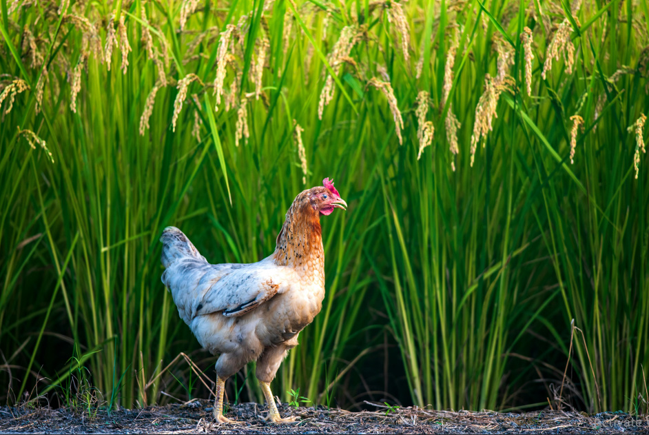 Chicken Butt | Guess What, Jokes Why & Hurry Up 