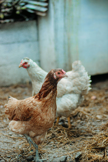 Chicken Butt | Guess What, Jokes Why & Hurry Up 