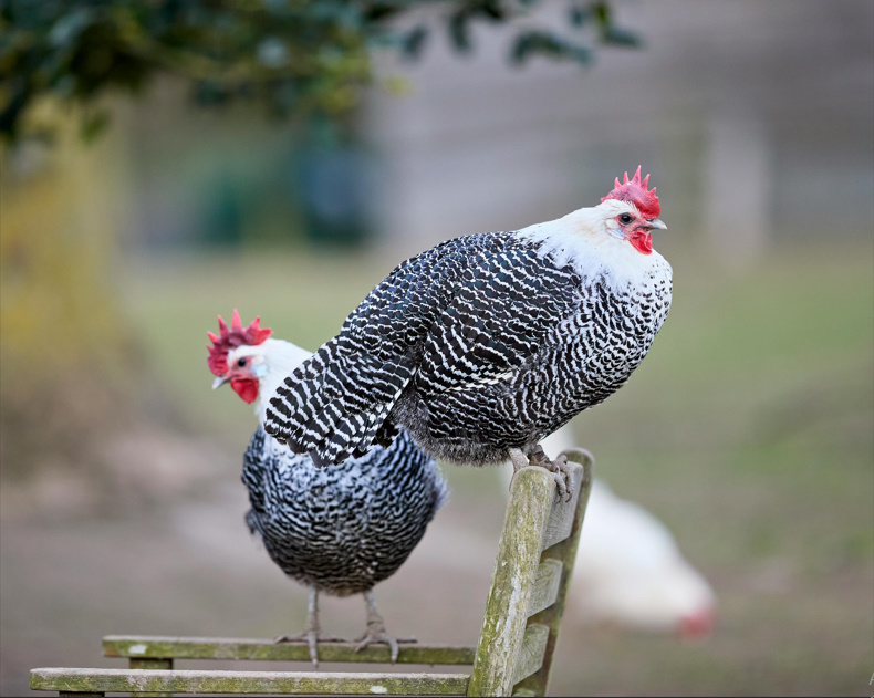 Chicken Butt | Guess What, Jokes Why & Hurry Up 