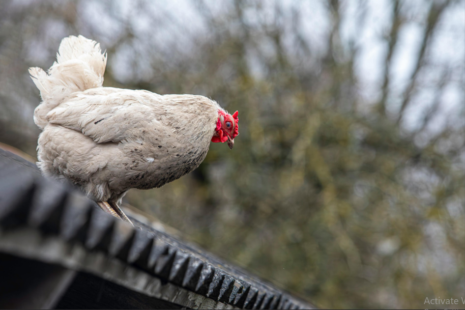 Chicken Butt | Guess What, Jokes Why & Hurry Up 