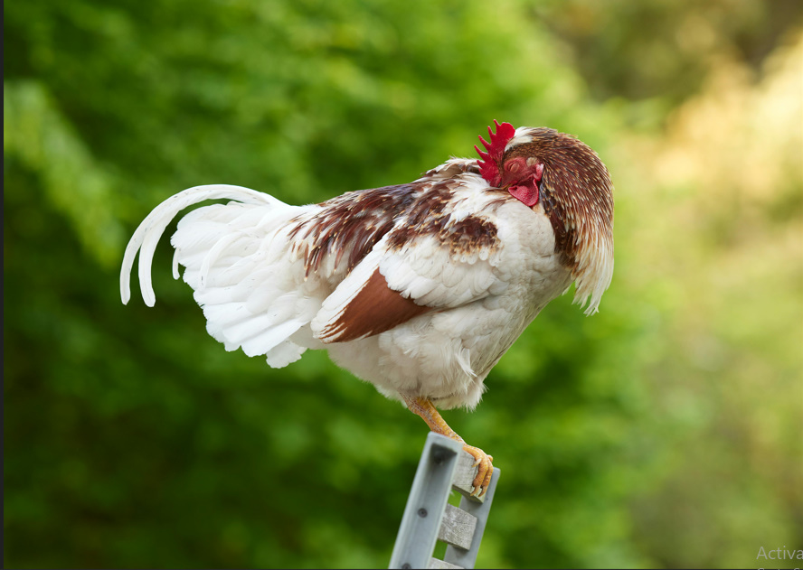 Chicken Butt | Guess What, Jokes Why & Hurry Up 